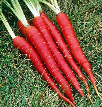 Blood Red Atomic Carrot 150 Seeds 