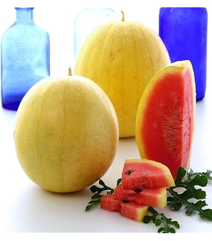 Amazon.com : Melon Seeds - Ichiba Kouji - Hybrid - 4 Oz