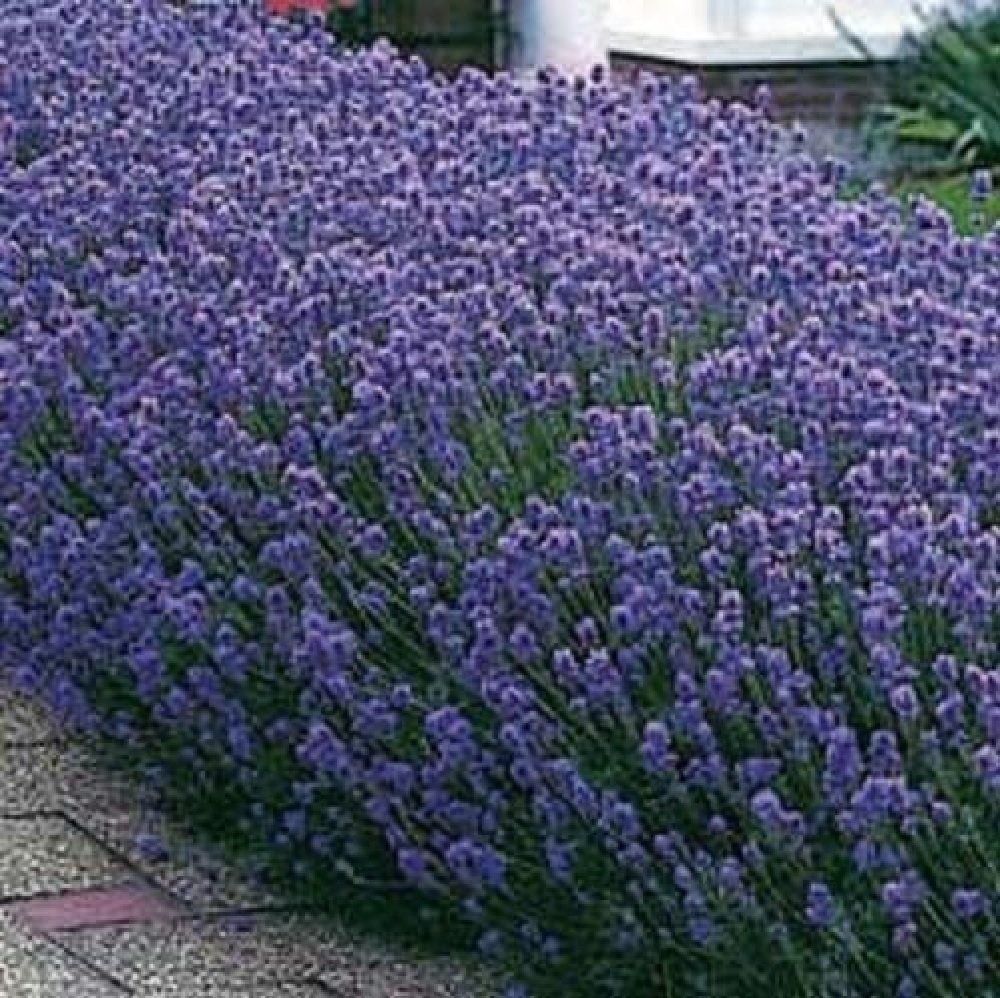 Lavender Dwarf Munstead Plants 2030cm Pack of 10 Supplied in 9cm Pots