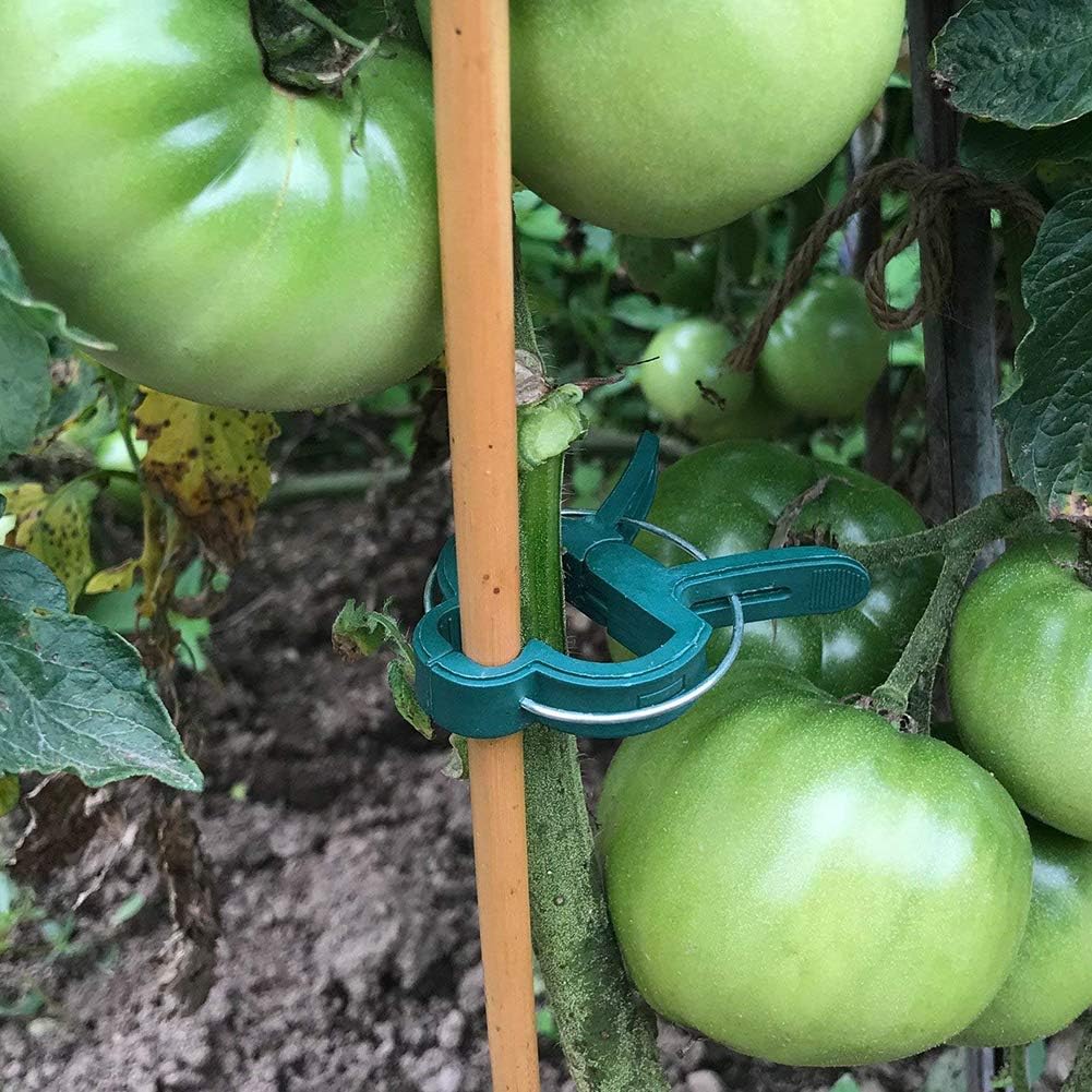 Xiton 20 Piezas Soporte de la Planta Clips de fijación Clips de ...