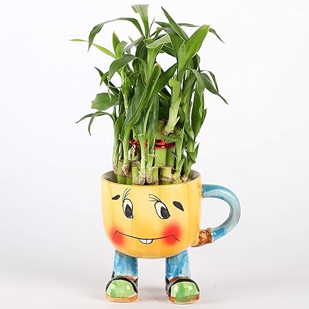 Ferns N Petals 2 Layer Lucky Bamboo Plant in Yellow Smiley Pot