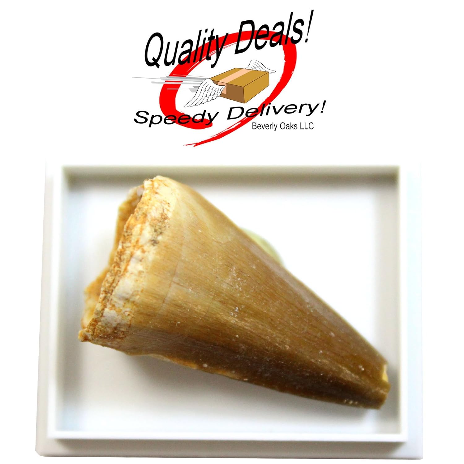 1 (ONE) Large Fossilized Mosasaurus Tooth in Museum Box Display in Red Velvet Bag with Beverly Oaks Exclusive Certificate of Authenticity!