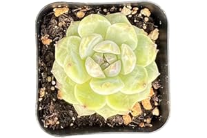 Sprout N Green Echeveria 'ICY Laui' Sugar Heart, Rare Live Succulent Plant Fully Rooted in 2" Planter with Soil, Home Office Indoor Outdoor Wedding Decoration DIY Projects Party Favor