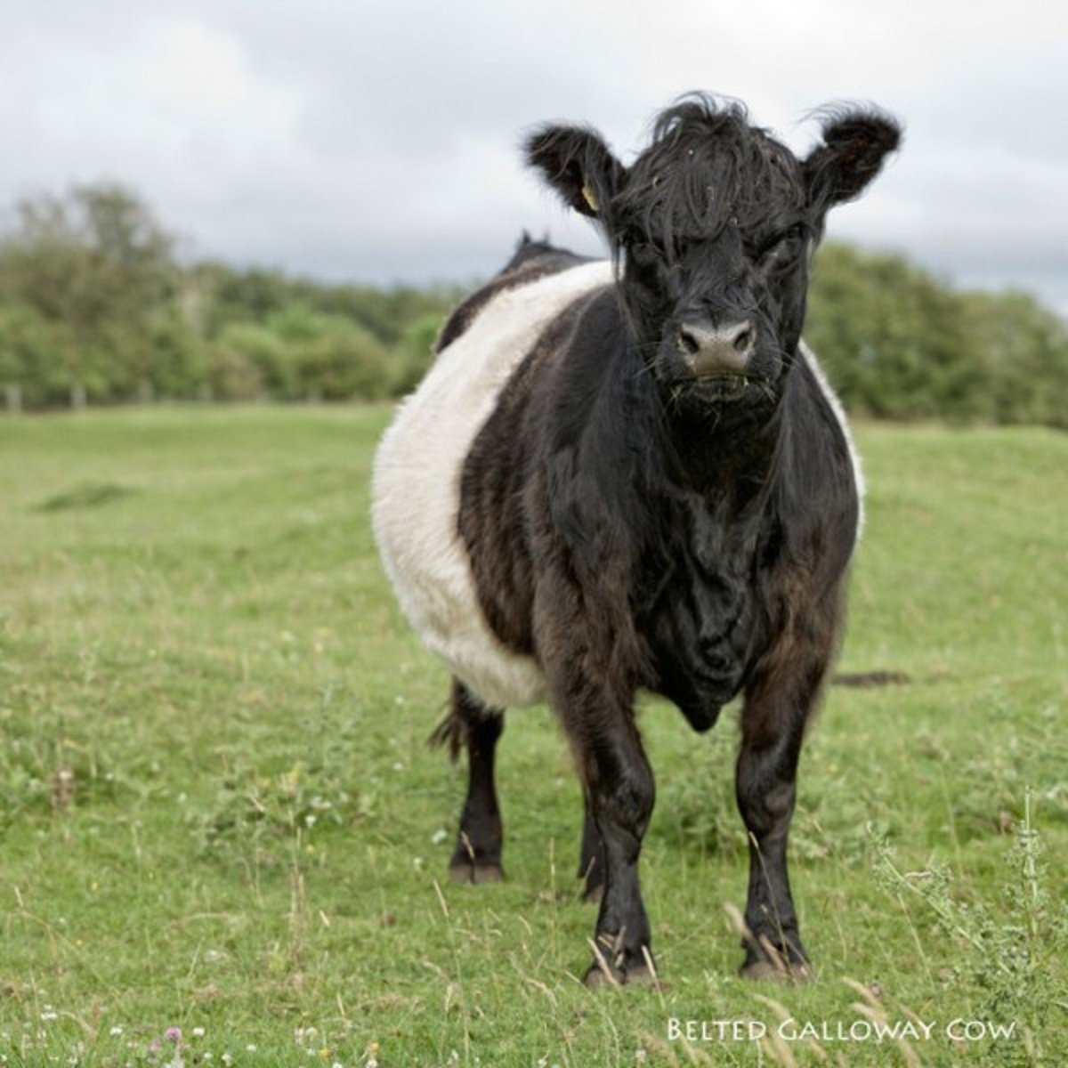 Sound Card - Belted Galloway Cow