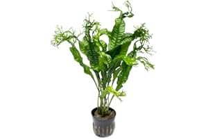 SubstrateSource Java Fern Live Aquarium Plants - Potted Freshwater Plant for Fish Tanks - Beginner Friendly, Low Light (Windelov, 1 Pot)
