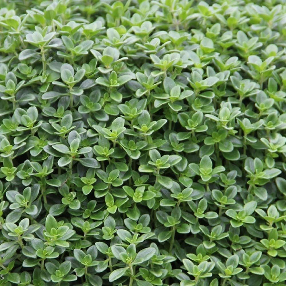 Lemon Thyme 9cm Potted Plant by Northern Plants Amazon.co.uk Garden