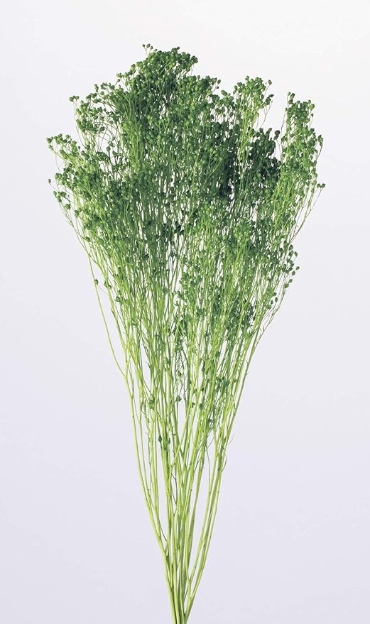 Amazon 大地農園 ドライフラワー グリーン 約40cm モリソニア Do 700 15g入 ドライフラワー オンライン通販