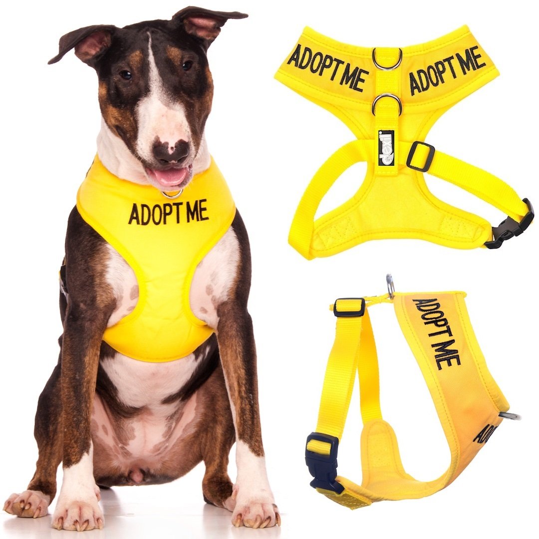 Dexil ADOPT ME (I Need A New Home) Yellow Colour Coded Non-Pull Front and Back D Ring Padded and Waterproof Vest Dog Harness PREVENTS Accidents By Warning Others Of Your Dog In Advance (L)