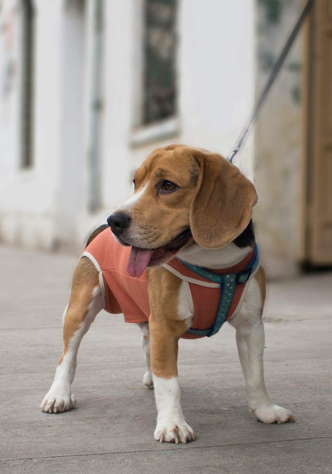 Copper pet protection Body Suit (Short Leg, 4)