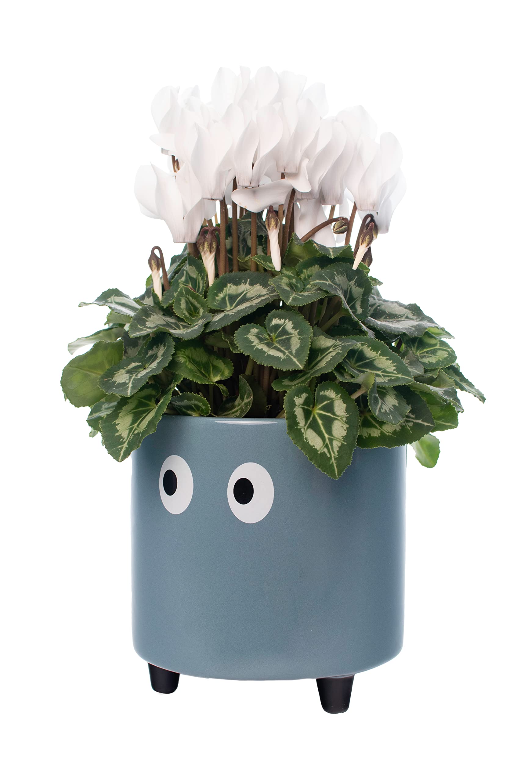 Fisura - Original Flower pots "Eyes Design", Ceramic Plant pots Indoor, Decorative Indoor planters with Legs for Cactus, Planters for Flowers and Succulents, Dimensions: 13cm x 12,5cm (Blue)