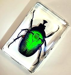 44mm Real Unicorn Green Rose Chafer Beetle in