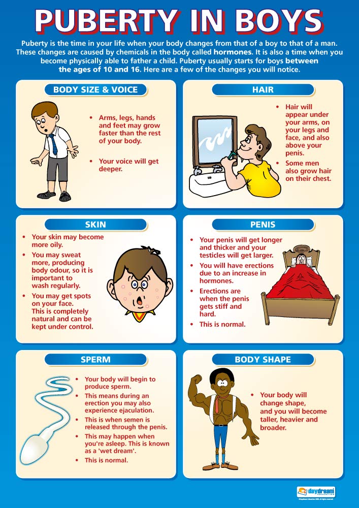Daydream Education Puberty in Boys | PSHE Posters | Gloss Paper measuring 850mm x 594mm (A1) | PSE Classroom Posters | Education Charts