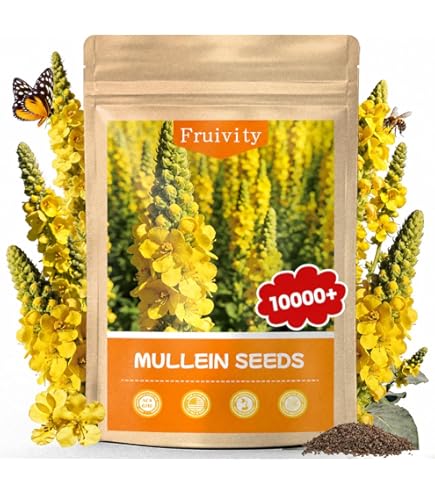 Amazon.com : MULLEIN, 1000 SEEDS, WOOLY MULLEIN, GREAT MULLEIN, VERBASCUM,  6-10' TALL YELLOW : Patio, Lawn & Garden