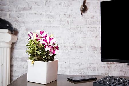 Exotic Green White Square Ceramic Plant Without Plant (Pot/Planter/Gamla)