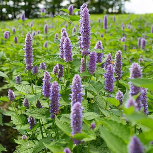 Anise Hyssop Seeds 1000+（Hyssopus officinalis Easy to Grow