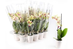 PLANTS & BLOOMS SHOP Just Add Ice JA5191 Mini Yellow Orchids Live Plants (20 Pack) in White Ceramic - Party Favor, Bulk Wedding Decor, Bridal Shower, Baby Shower, 2.5" Diamter, 6" Tall
