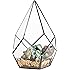Amazon.com: Modern Glass Pyramid Tabletop Succulent Plant