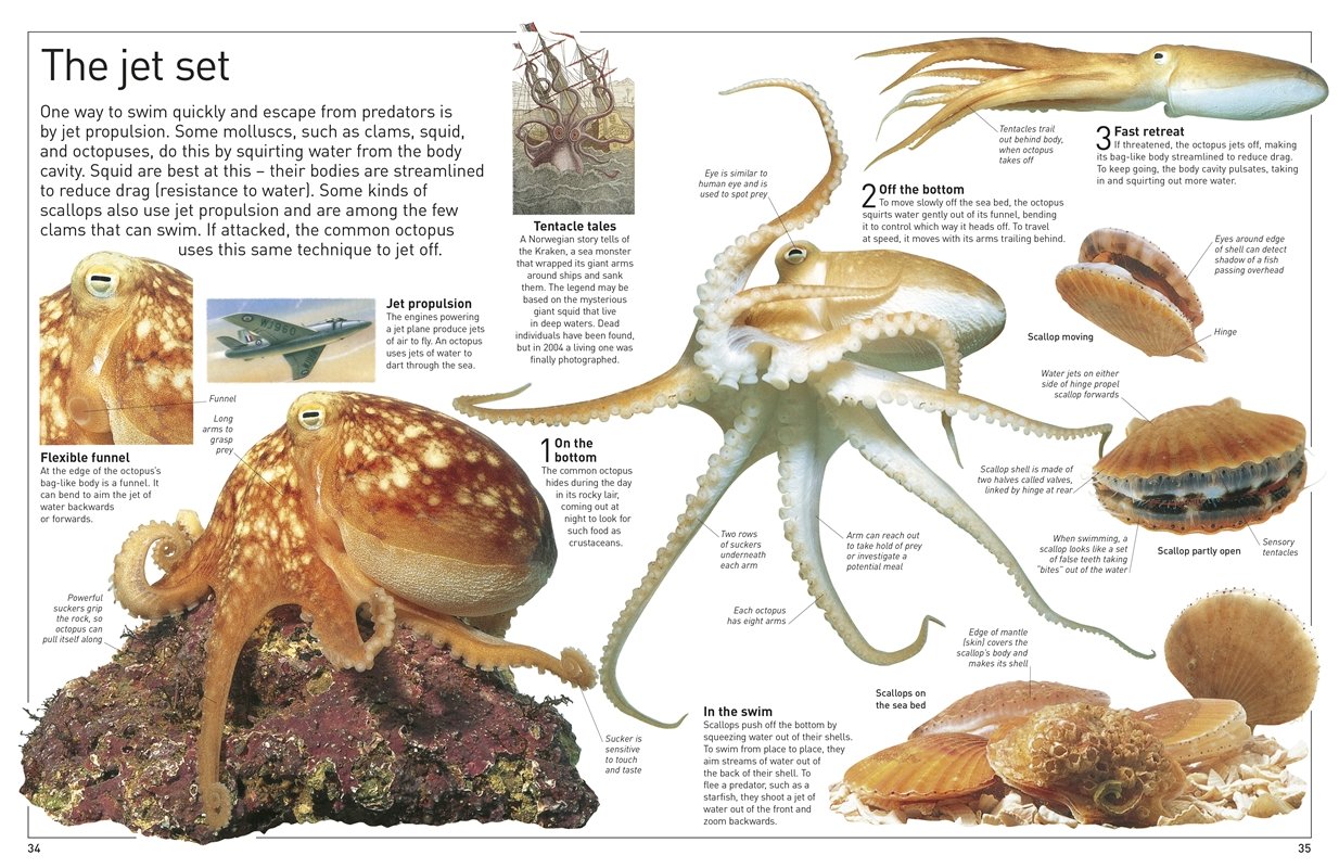 galleon-dk-eyewitness-books-ocean
