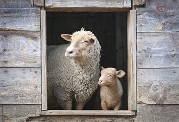 Amazon Com Ofila Wooden Barn Backdrop 6x4ft Sheep Small Ewe Farm