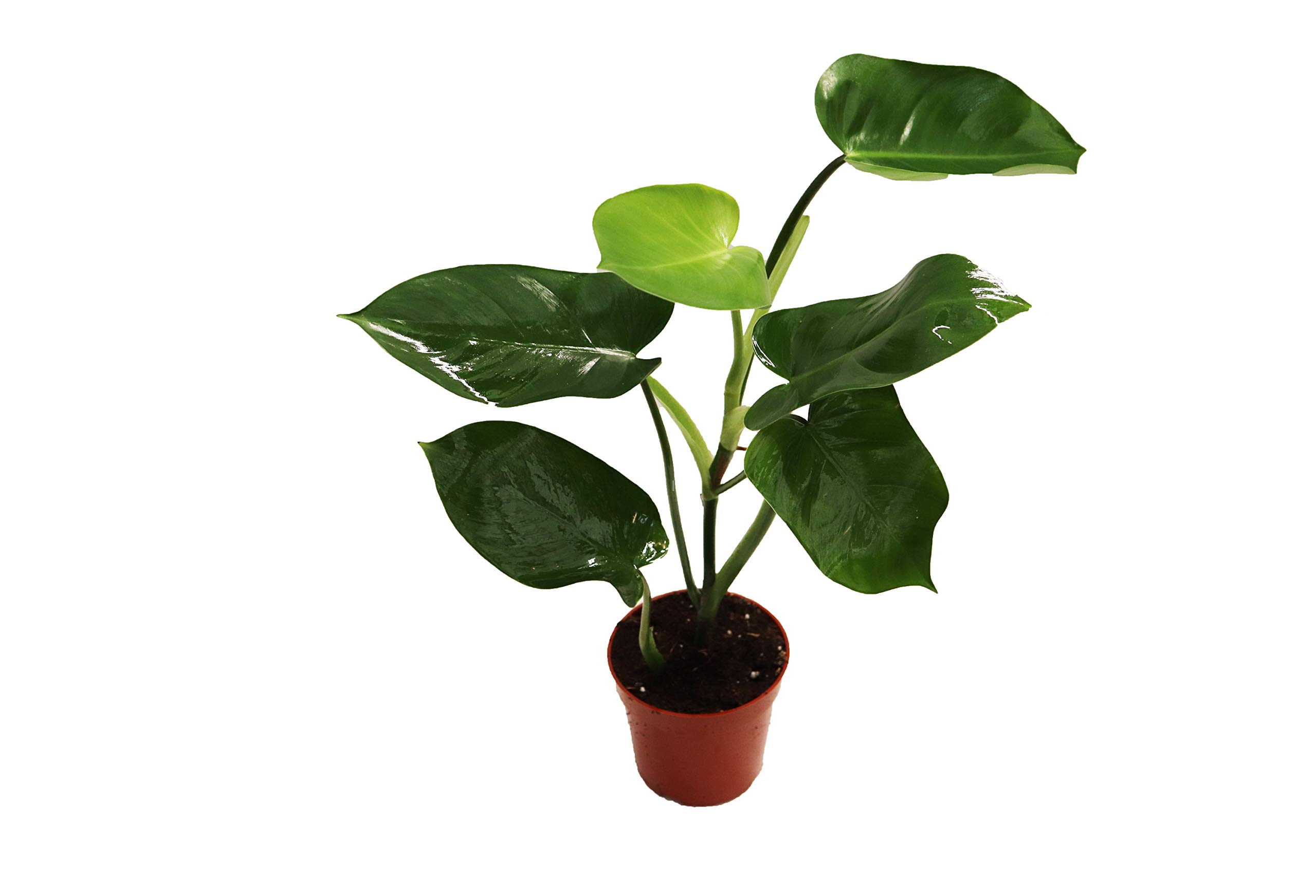 Philodendron Burle Marx Live Plant 4 From California Tropicals Buy Online In Singapore At Desertcart 194702539