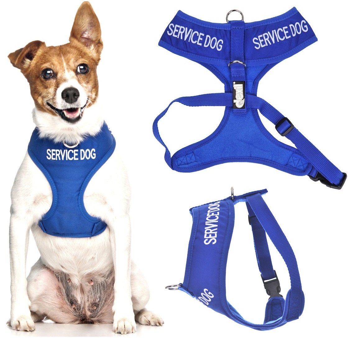 Dexil SERVICE DOG Blue Non-Pull Front and Back D Ring Padded and Waterproof Dog Harness (Small, Blue) PREVENTS Accidents By Warning Others Of Your Dog In Advance โ image 1