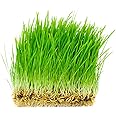 Thunder Acres Non GMO, Certified Organic, Oat Seed (10 lb)