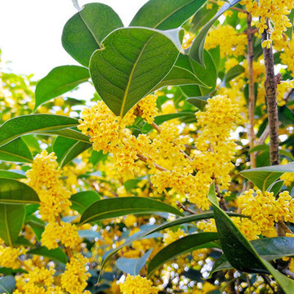 20Pcs Osmanthus Seed Gardening Fragrant Ornamental Flowers Perennial Evergreen ShrubLow Maintenance for Home Garden Planting
