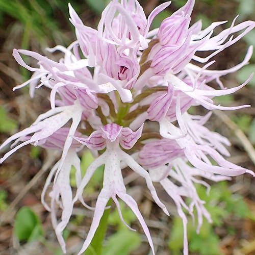 Naked Man Orchid Seeds Orchis Italica, Italian Orchid Fascinating
