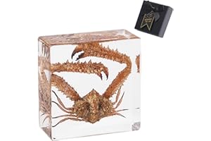 1st Heaven Real Taxidermy Crab in Resin - Authentic Animal Specimen for Oddities & Curiosities, Gothic Home Decor, Science Education & Unique Nature Gifts