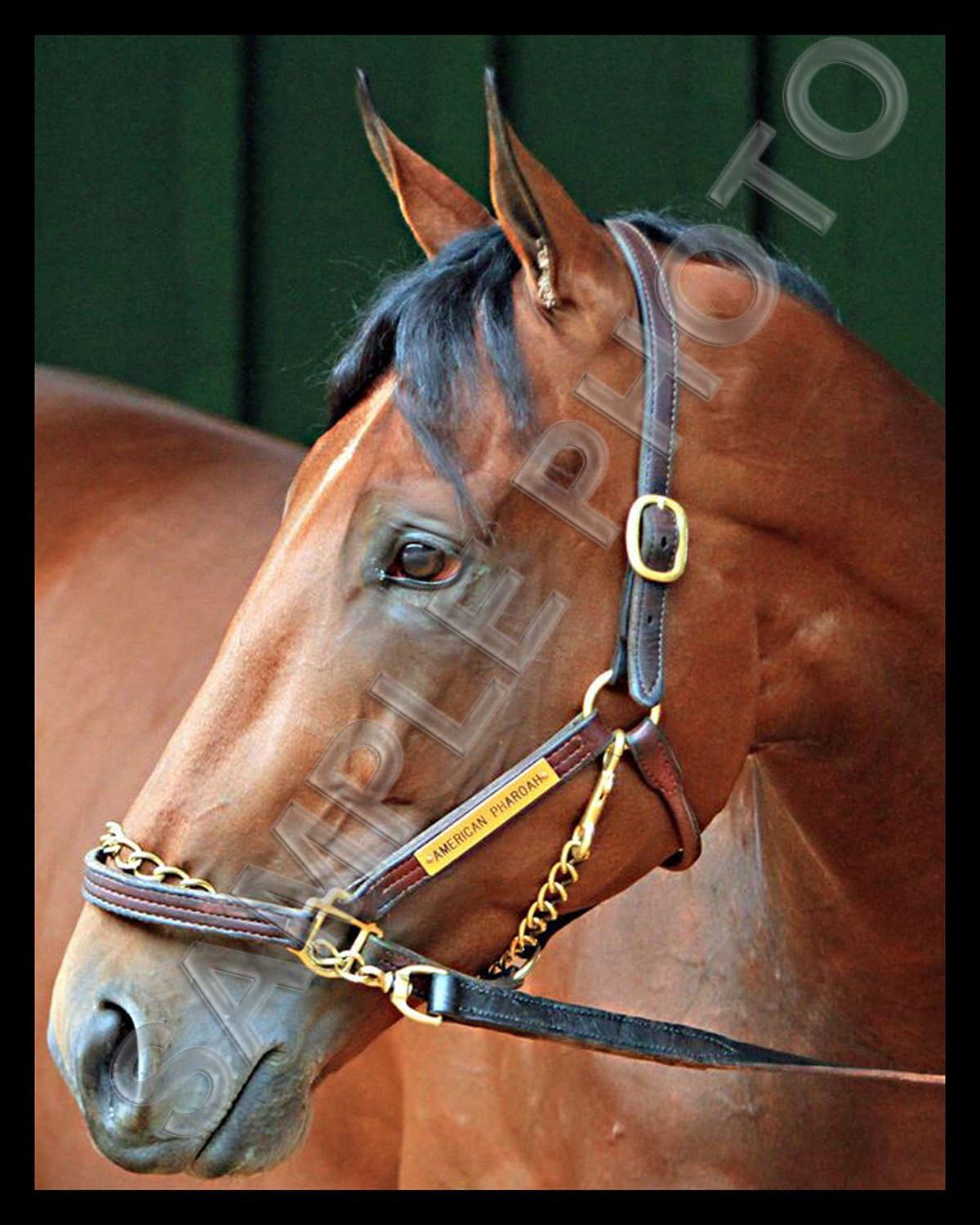Photographs - American Pharoah Closeup Triple Crown Champion Horse Racing 8X10 Photo #2