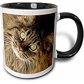3dRose (mug_92674_4) Maine coon cat, Santa Fe, New Mexico - US32 JMR0448 - Julien McRoberts - Two Tone Black Mug, 11oz