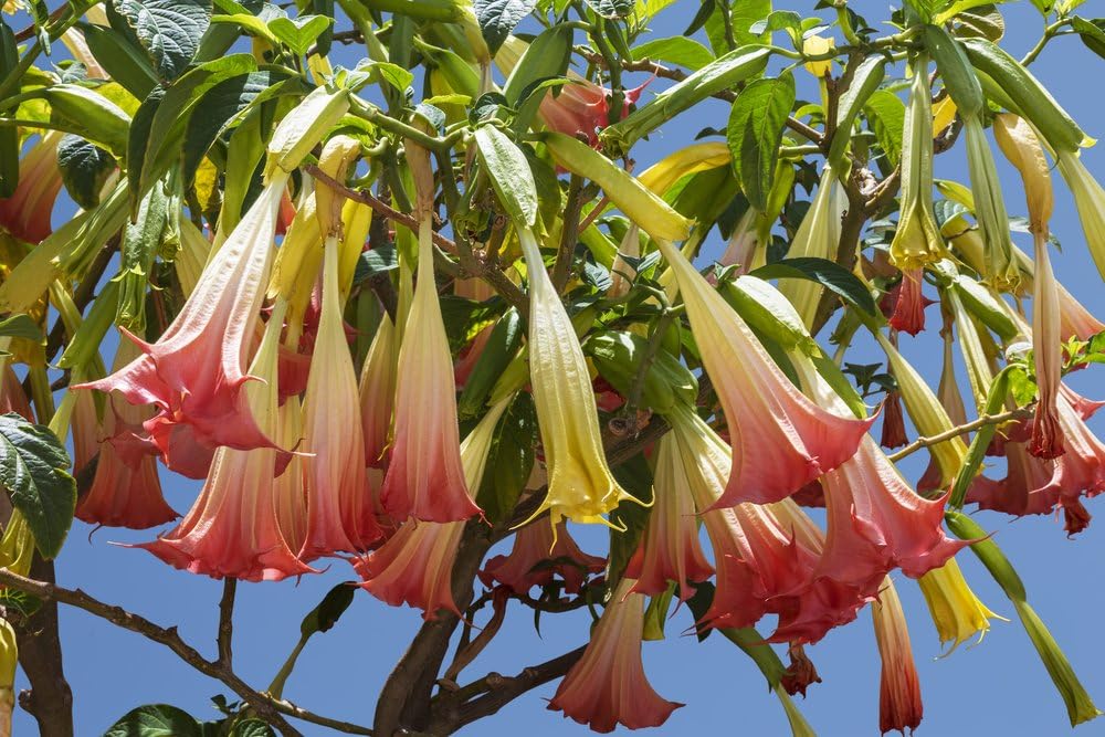 Brugmansia 'Ecuador Pink' 5 Seeds Angel's Trumpet