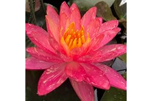 Planterest - Nymphaea Wanvisa Red Hardy Water Lily 1 Rhizome Live Aquarium Plant BUY2GET1FREE