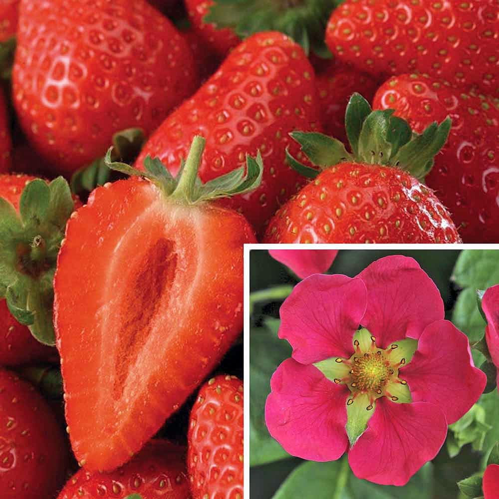 Toscana Everbearing Strawberry 4 Plants Super Sweet