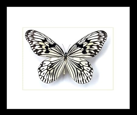 Amazon Com Bits Nbugs Insect Framed Display Taxidermy Butterfly