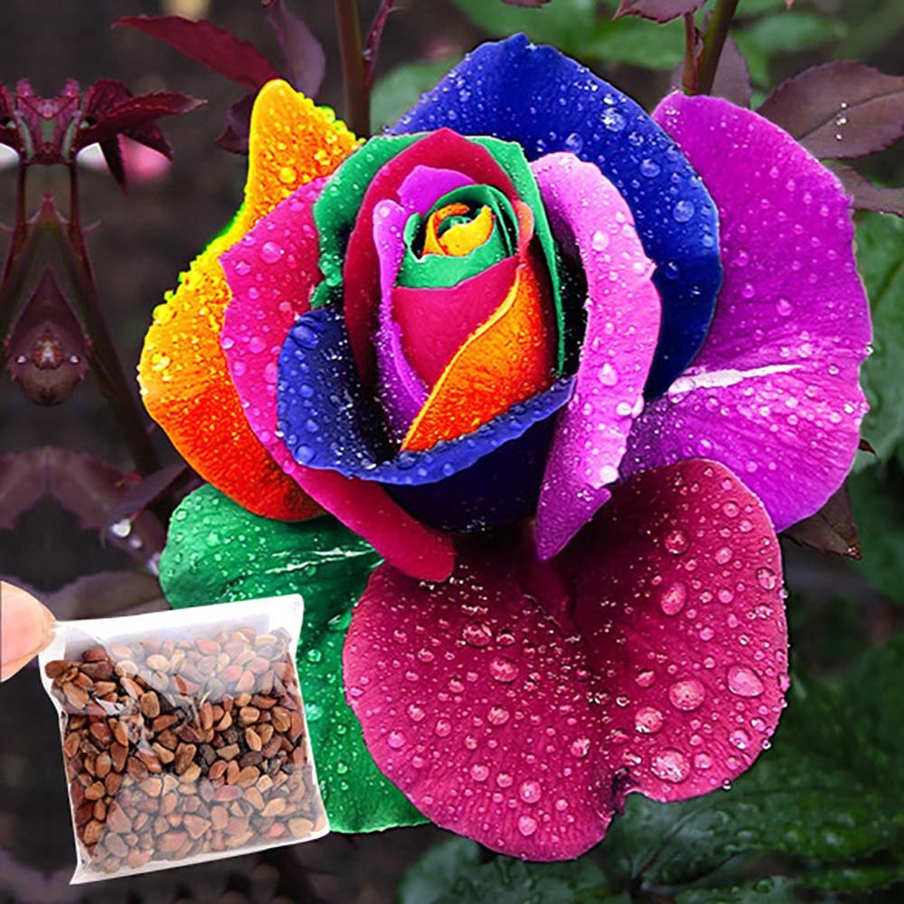 Onbio 500Pcs/Pack Colorful Rose Seeds Perennials Beautiful Flowering Rose Bonsai Plant Seeds Home Garden