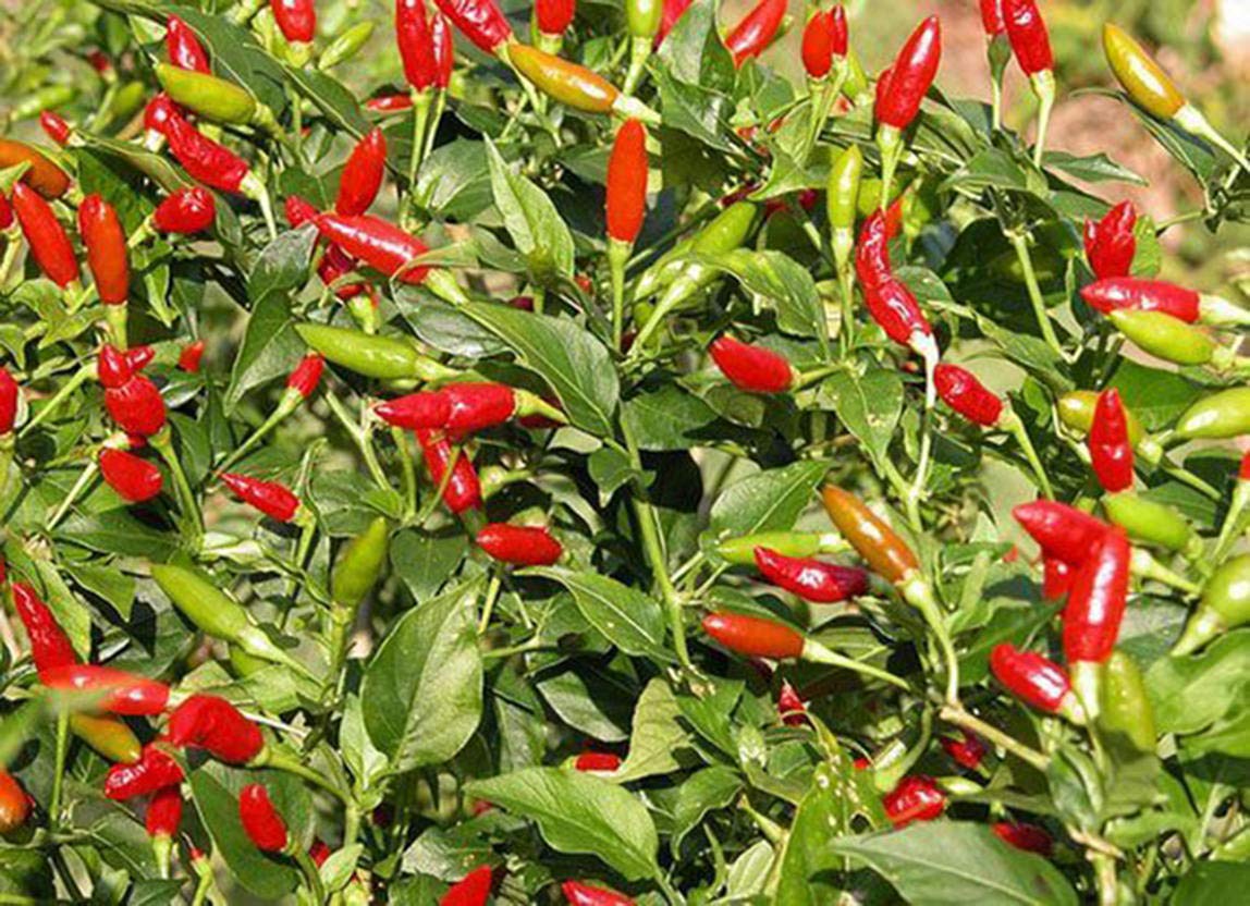 Buy Thai Birds Eye Chilli Pepper , Very Hot Chili,Capsicum, Tiny Hot ...