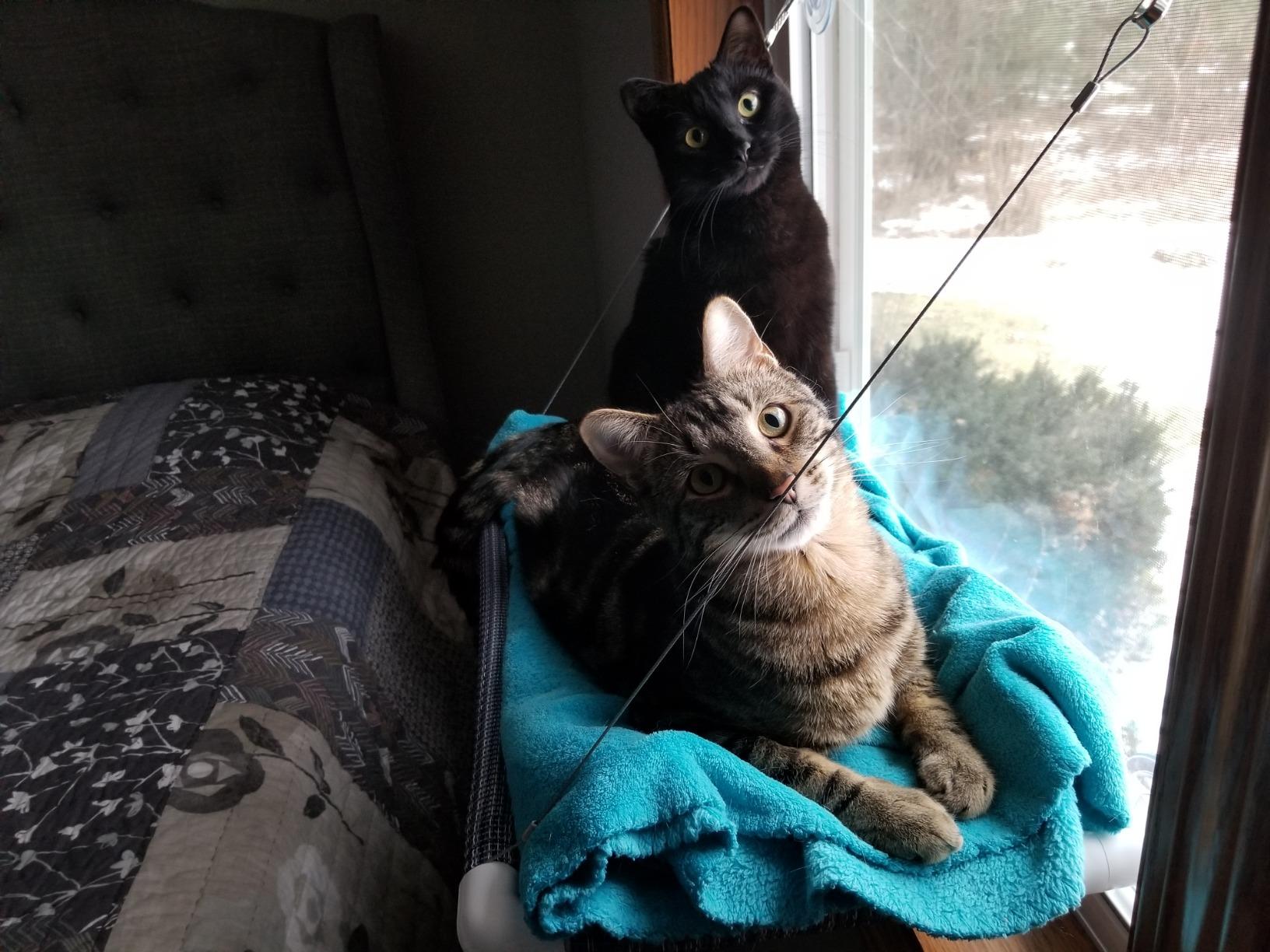 Pictures Kitty Cot Original™