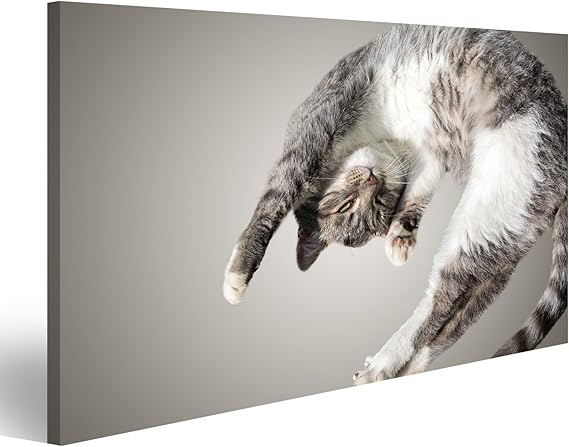 Tableau Tableaux Sur Toile Voler Ou Sauter Chat Chaton Chat