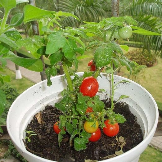 KAYI Semillas de Tomates para Plantar Semillas de hortalizas de ...