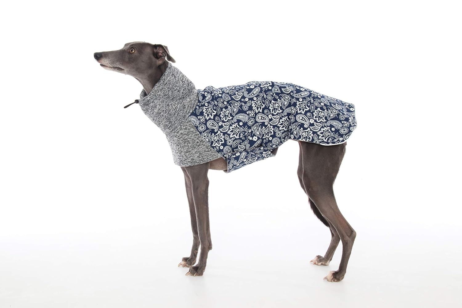 sighthound jumper