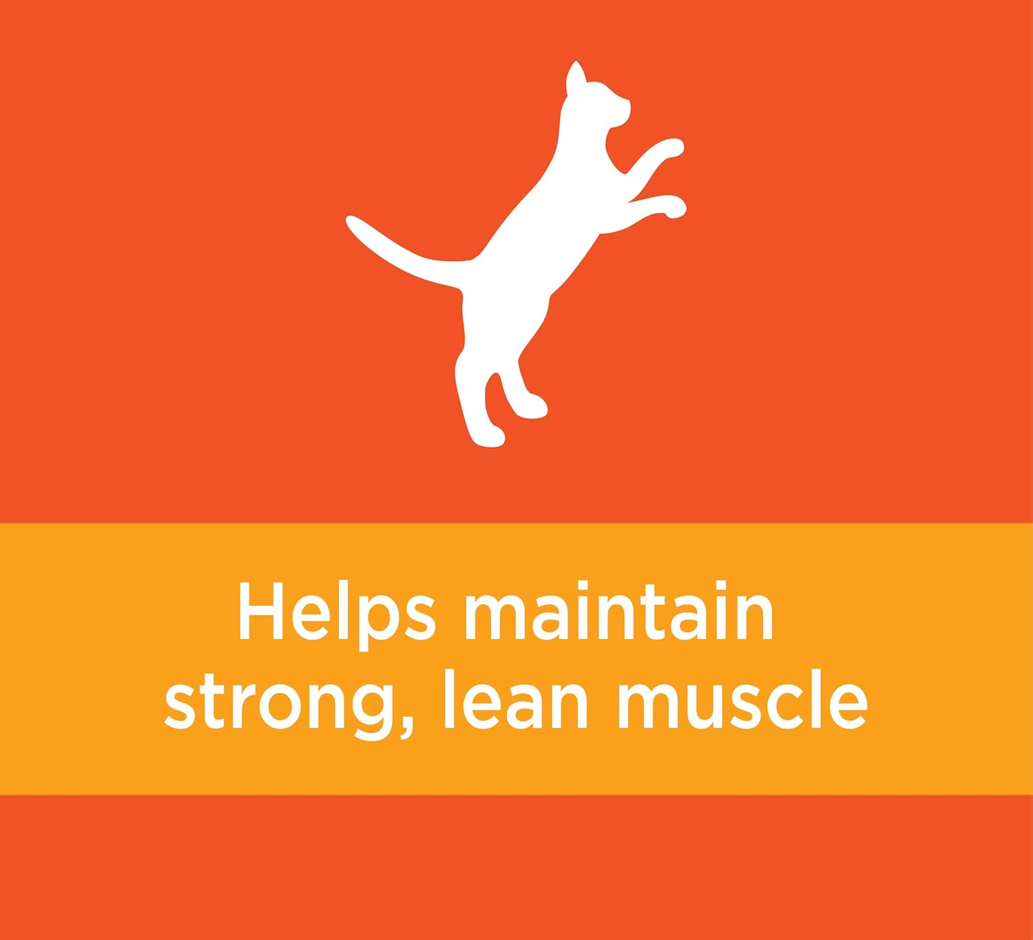 IAMS PROACTIVE HEALTH Adult Healthy Dry Cat Food with Chicken, 22 lb. Bag : Pet Supplies