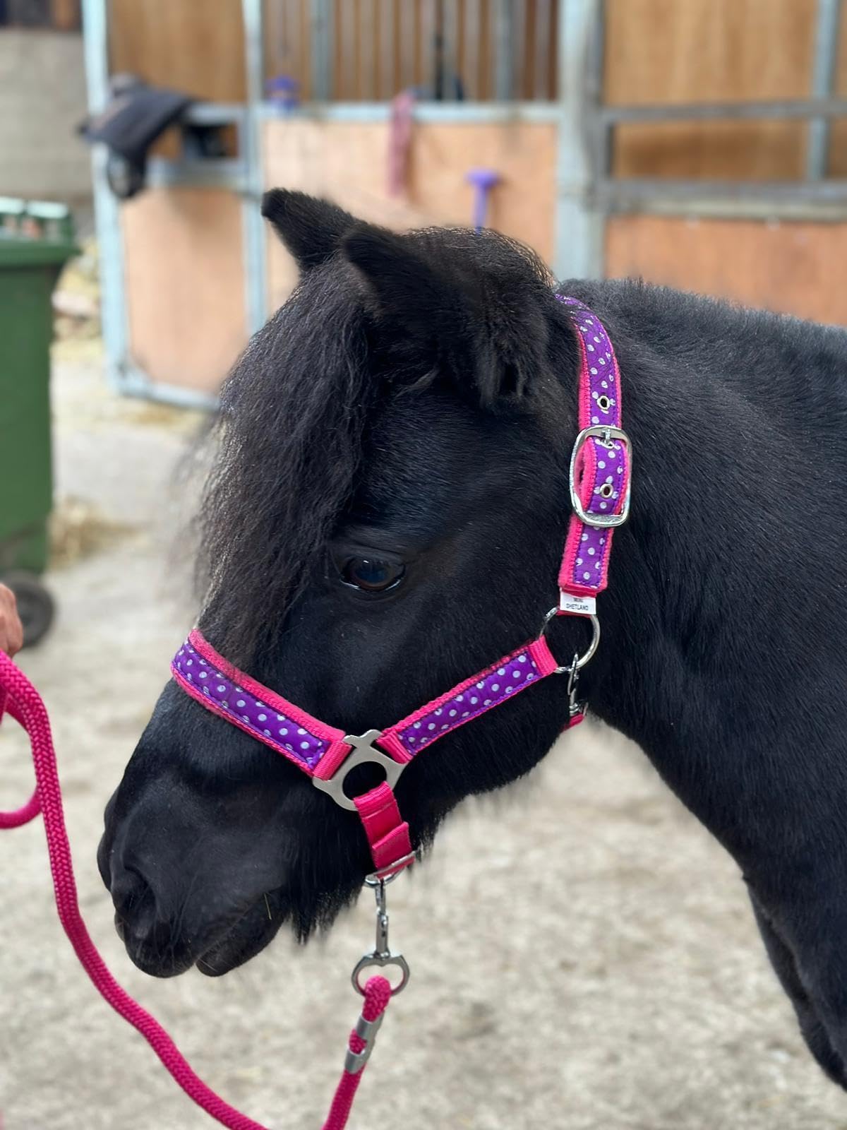 POLKA DOT HEADCOLLAR WITH LEAD ROPE FULL-MINI SHETLAND (Raspberry, Pony)