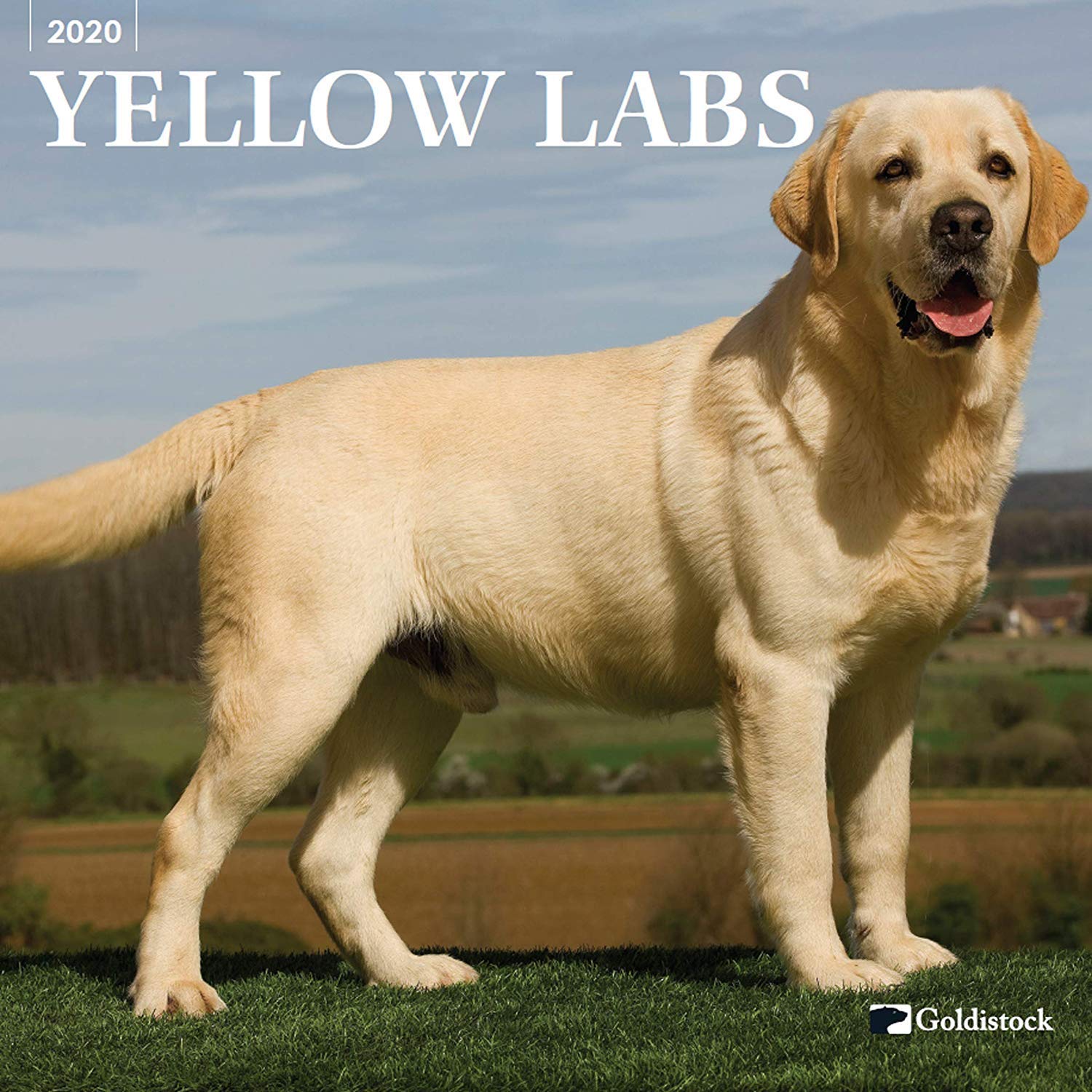 large yellow lab