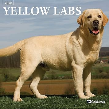 big yellow lab