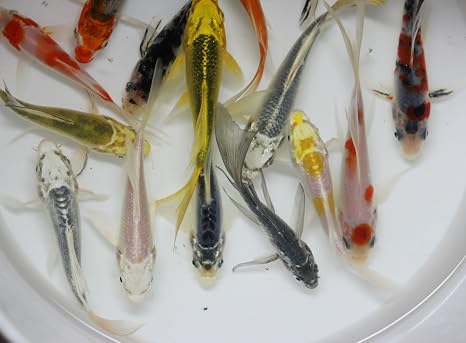 5 Pack Of 3 4 Inch Live Select Butterfly Koi