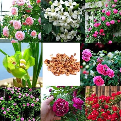 Amazoncom 4 Bonsai Bonsai Fuchsia Hanging Fuchsia Fleurs