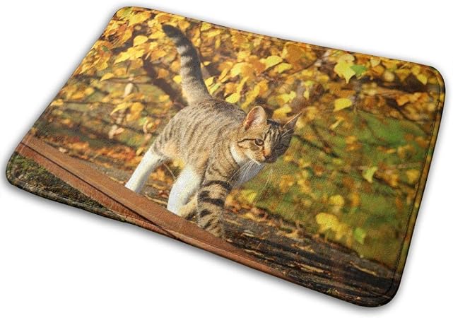 Paillassons Chat Automne Feuilles Chaton Feuillage D Automne Mode Nature 40cm 60cm Amazon Fr Cuisine Maison