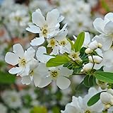 Thompson & Morgan Hardy Perennial Shrub, Exochorda ‘The Bride’, Pearl Bush, Potted Garden Plants Ideal for Cottage Gardens, Patio and Containers (9cm Pot)