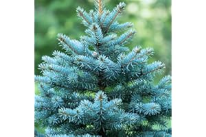 CZ GRAIN 100 Blue Spruce Seeds for Planting | Colorado Blue Spruce, Picea pungens glauca | Attractive Trees fro Privacy or Landscaping